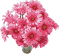 Clipart Blume