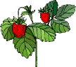 Clipart Erdbeeren